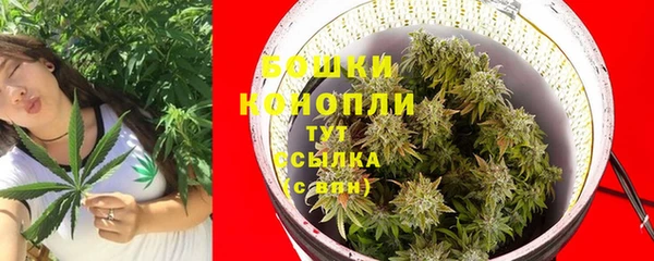 прущие грибы Осинники
